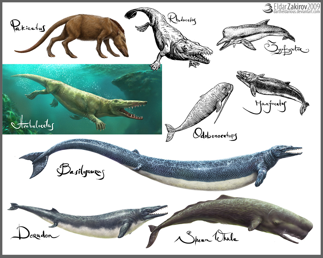 Эволюция китов в картинках