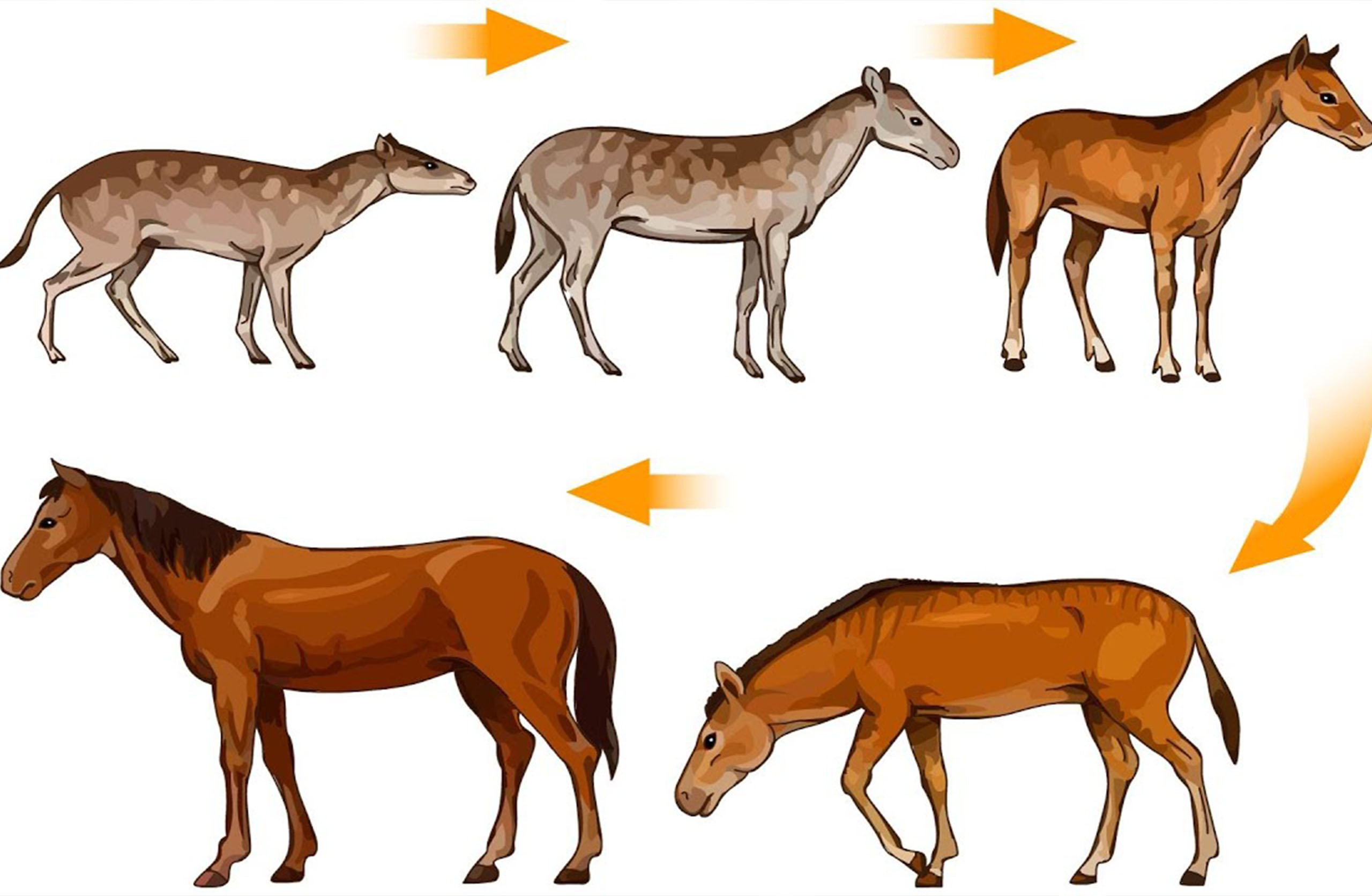 Где произошли лошади. Эволюция лошадей эогиппус. Эволюция филогенетический ряд лошади. Эогиппус предок лошади. Эволюция предков лошади.