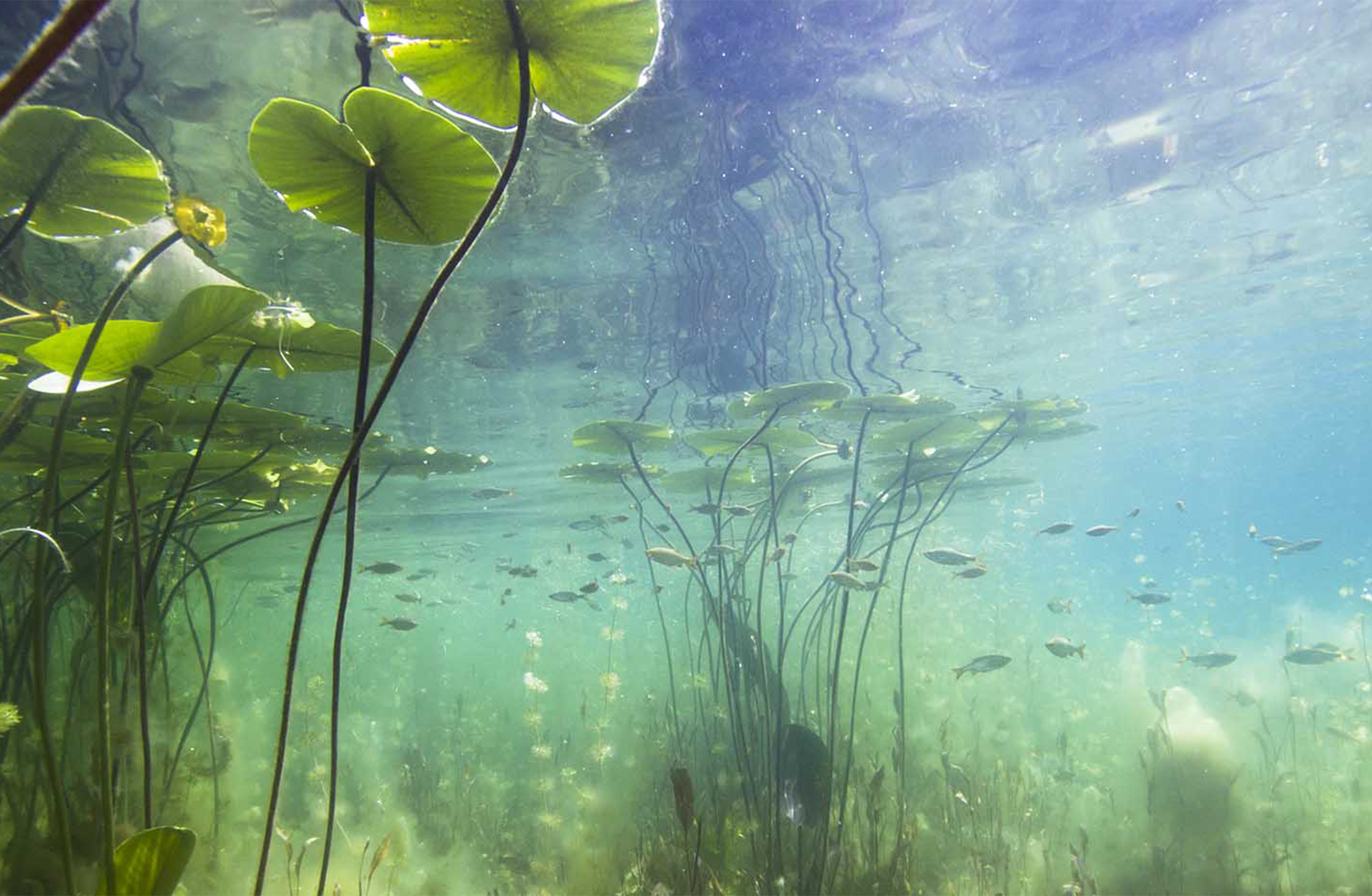 Водоросли в реке под водой