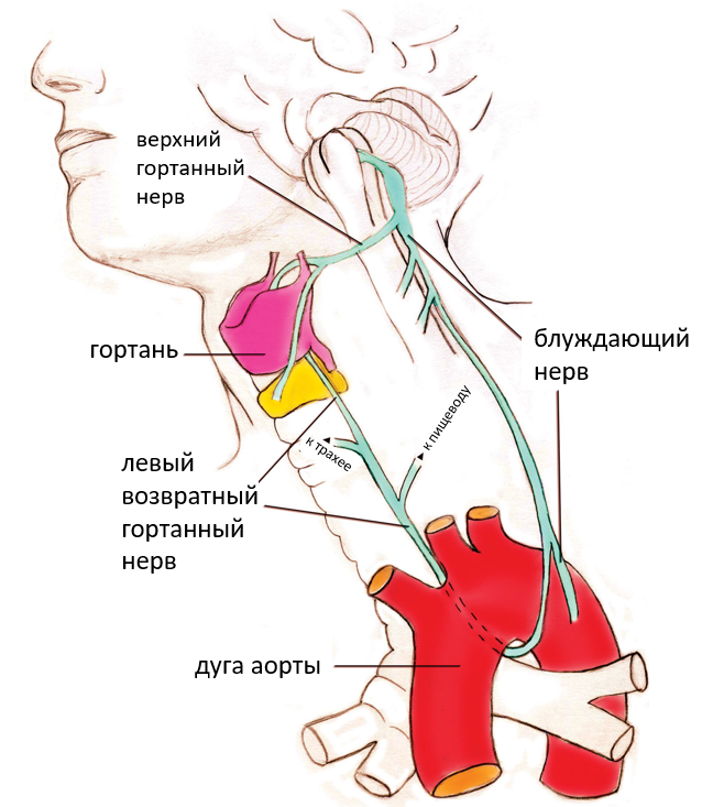 Невралгия верхнего гортанного нерва. Возвратный гортанный нерв топография анатомия. Возвратный гортнаны ЦНЕОА. Левый возвратный гортанный нерв.